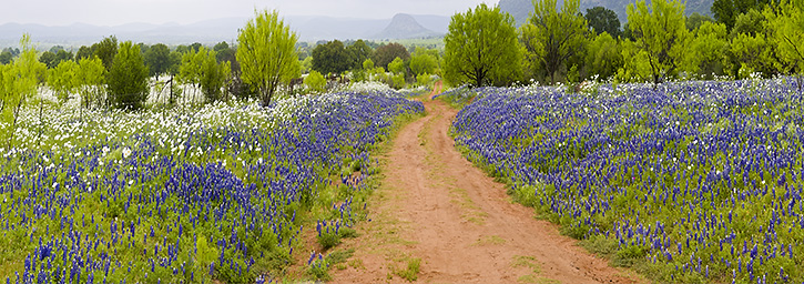 Willow City Loop Panorama, Hill Country, TX